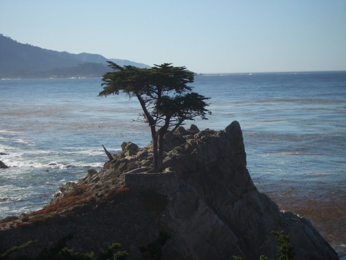 Monterey, Kalifornien - The lonely Cypress by MaurerNo1