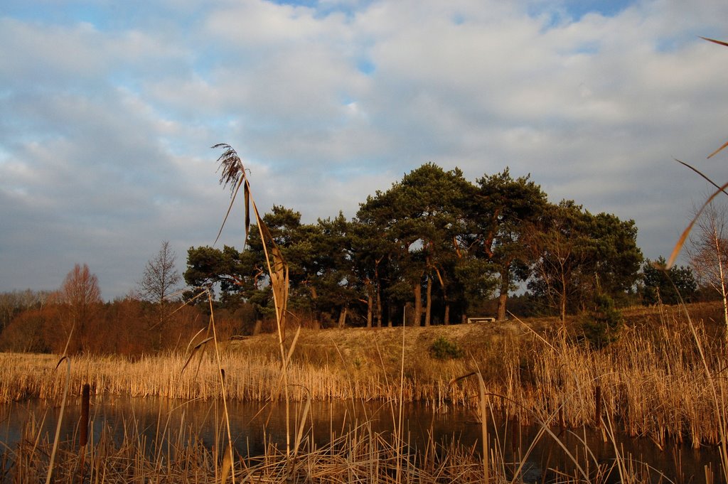 Sosny nad wodą / Pines at a pond by Lukasz J.