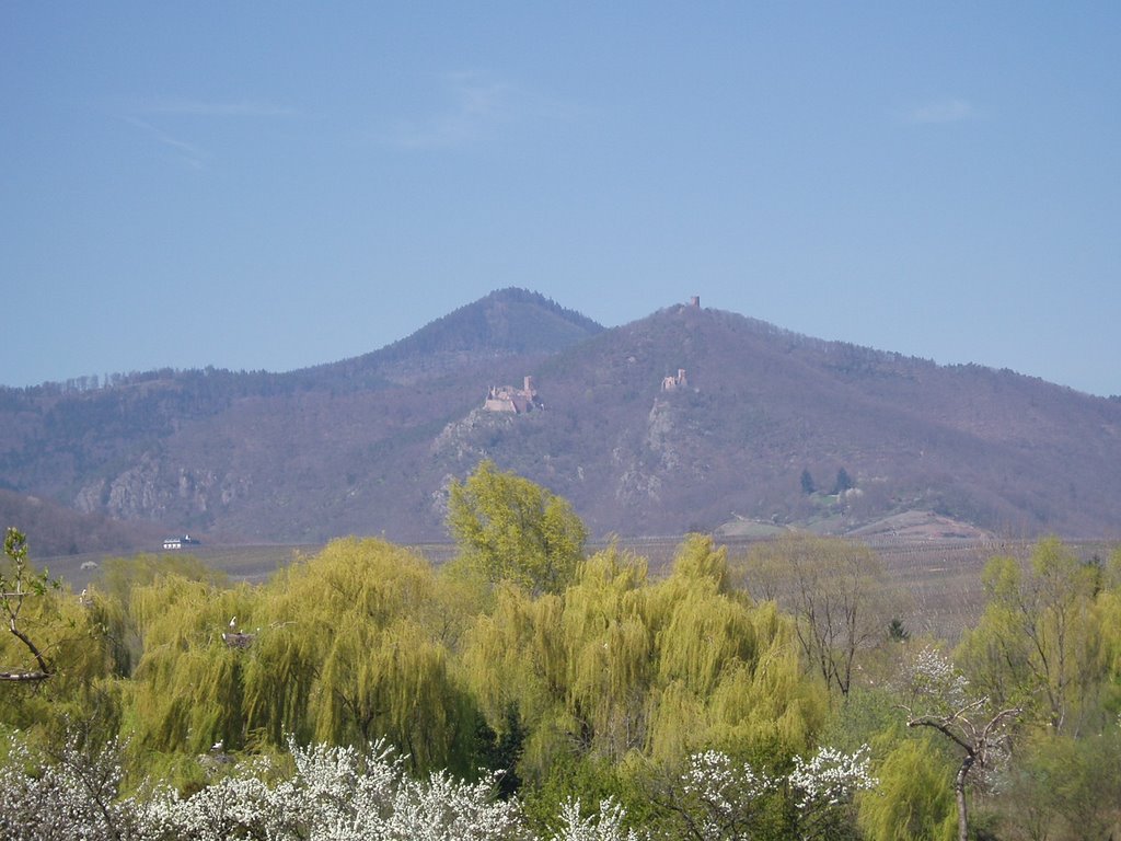 Chateaux en ruines vus depuis le parc des cigognes d'Hunawihr by BrunS