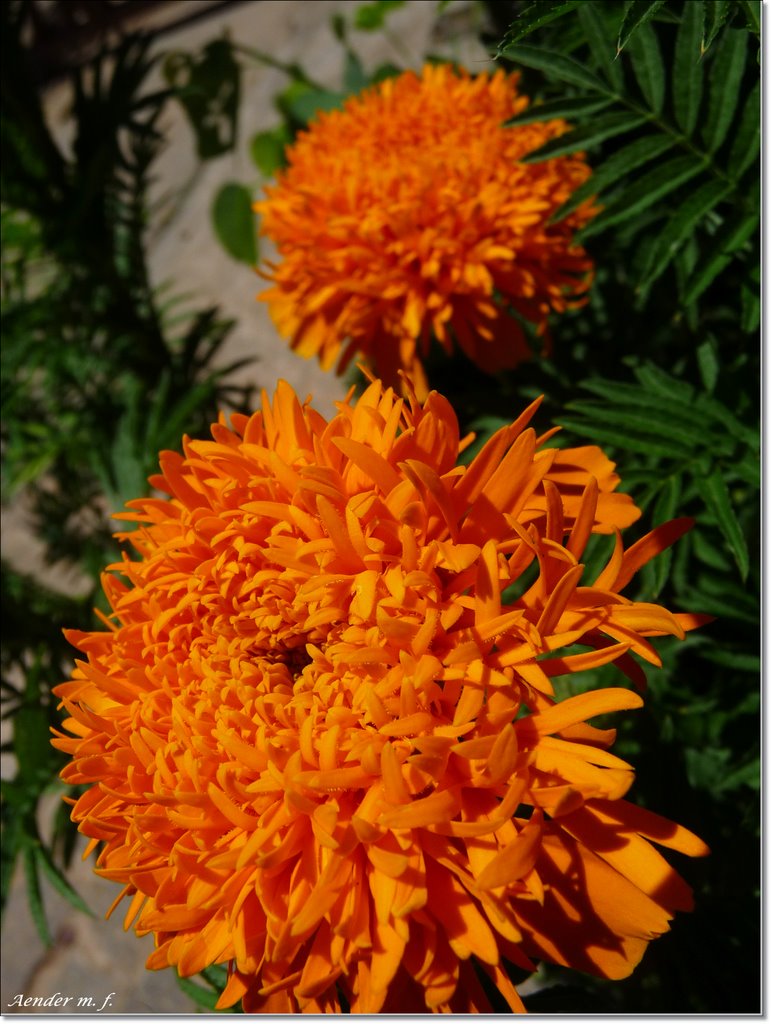 Cravo-de-defunto | Tagetes patula Sch. Bip. _Asteraceae_ | Arcos-mg by Aender  M. Ferreira