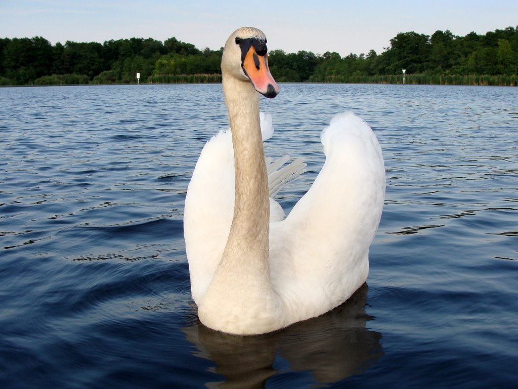 Schwan auf dem Seddinsee by Jürgen Glasenapp