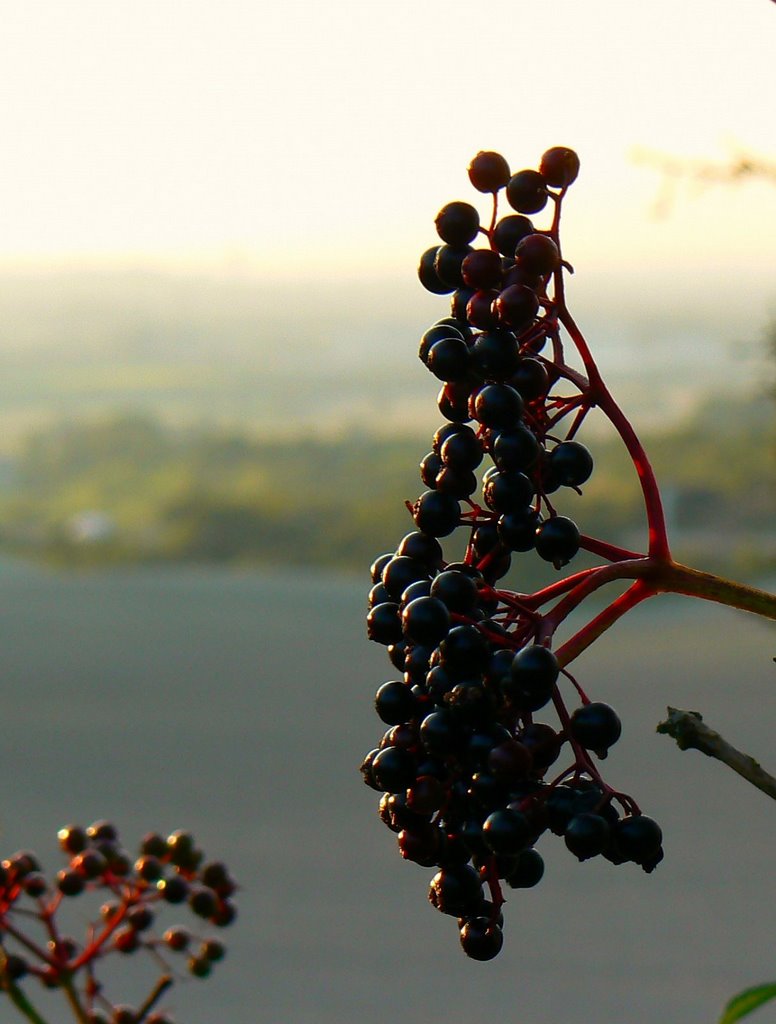 Elderberries, The Ridgeway, Liddington (NE) by Brian B16