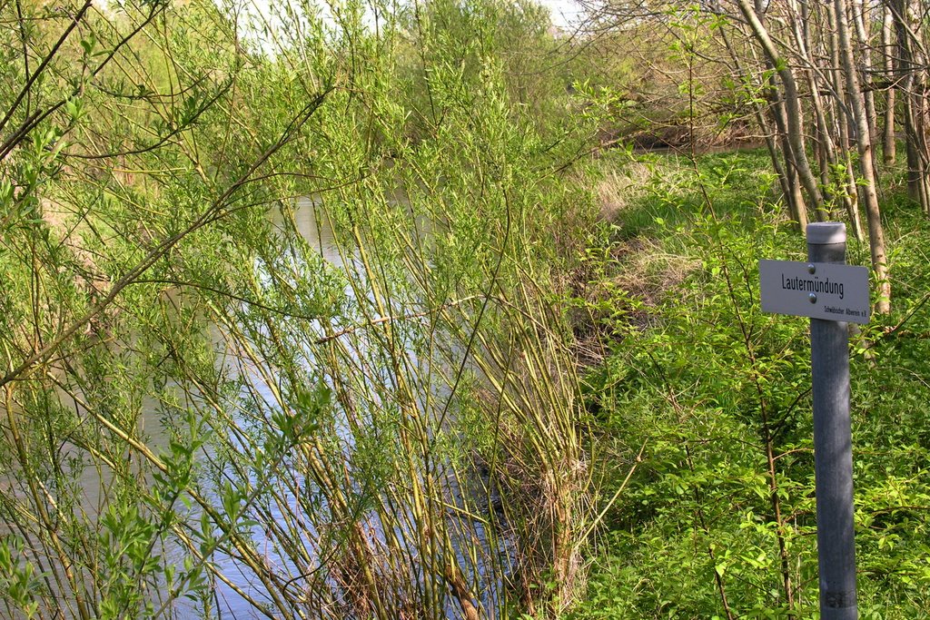 Mündung der Lauter in die Donau by tandem49