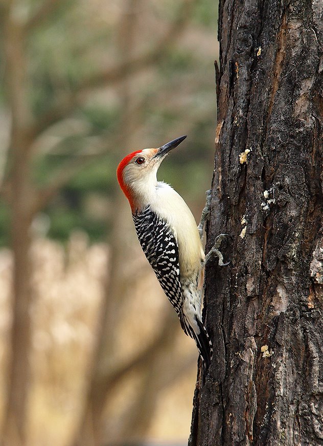 Red-bellied woodpecker by Nikbrovnik