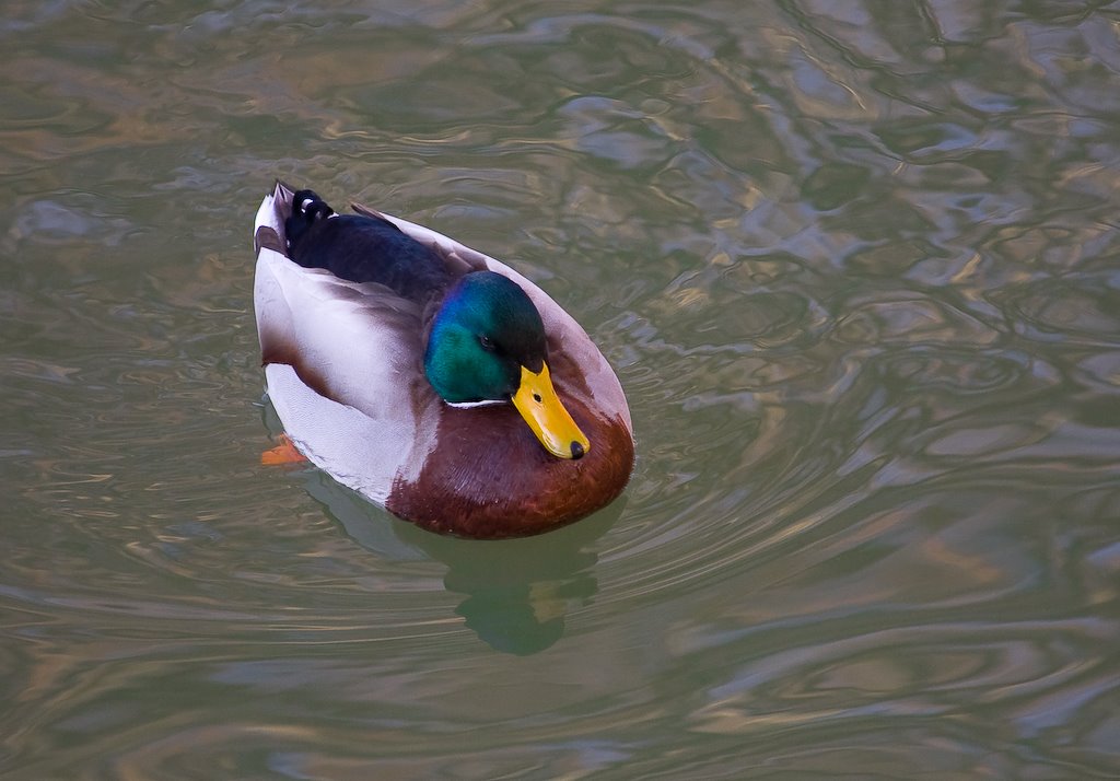 Toulouse, le Canal du Midi, Haute Garonne (31) Canard peu frileux by Christophe RAMOS