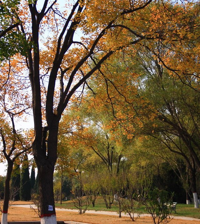 Autumn atBeijing university campus1 by lakersue