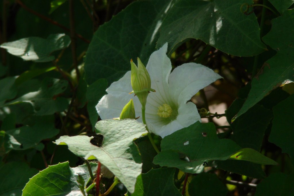 Hoa Sao Trắng by Nhựt Trịnh Minh