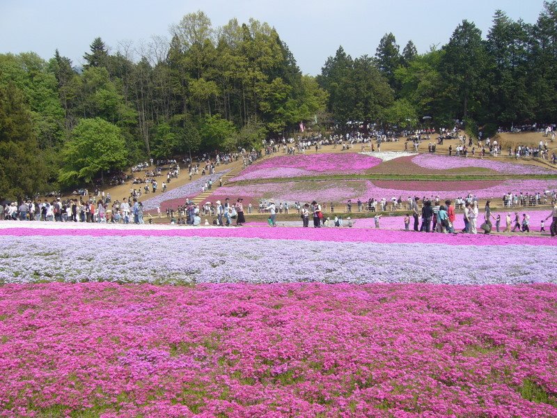 20060505 羊山公園 by hiroaki_0623