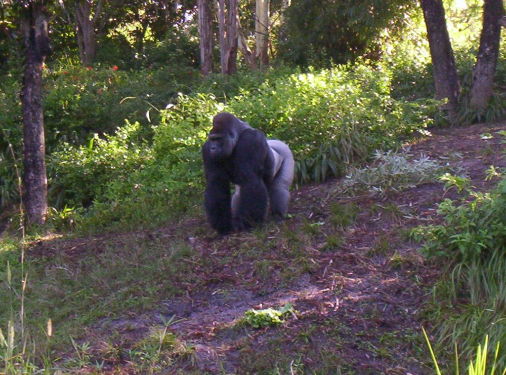 Giant silverback by bigdutchmanslittlebr…