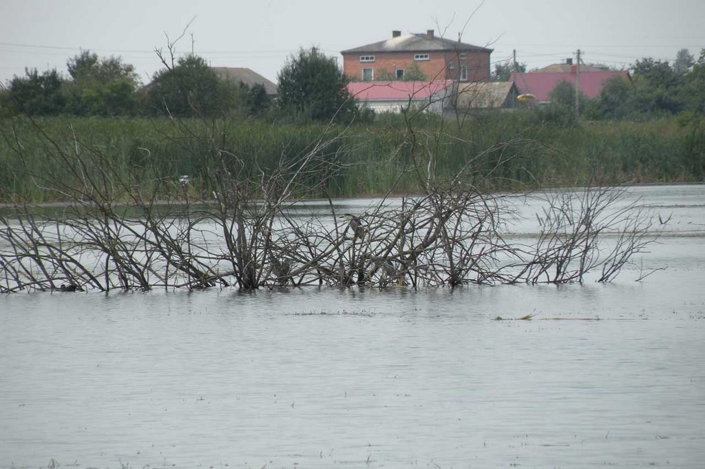 Krajobraz ze ślepowronami na zapadlisku kopalnianym koło Nadrybia by jarekmatus