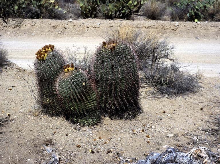 Ferocactus wislizenii by NorbertCzerwinski