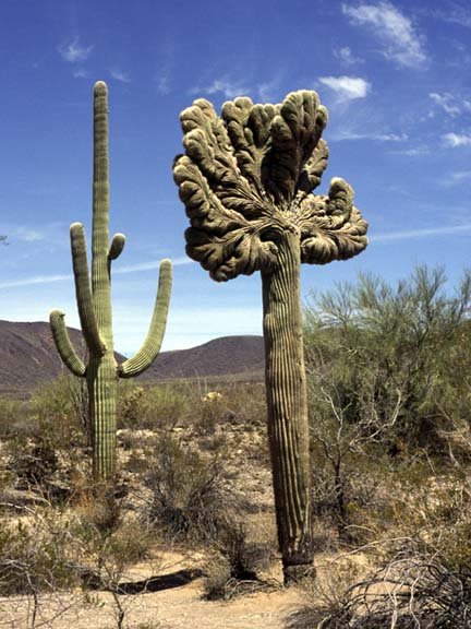 Crested Saguaro by NorbertCzerwinski