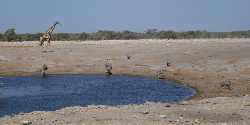 Wasserloch Chudop, Etosha by Gerhard Mauracher