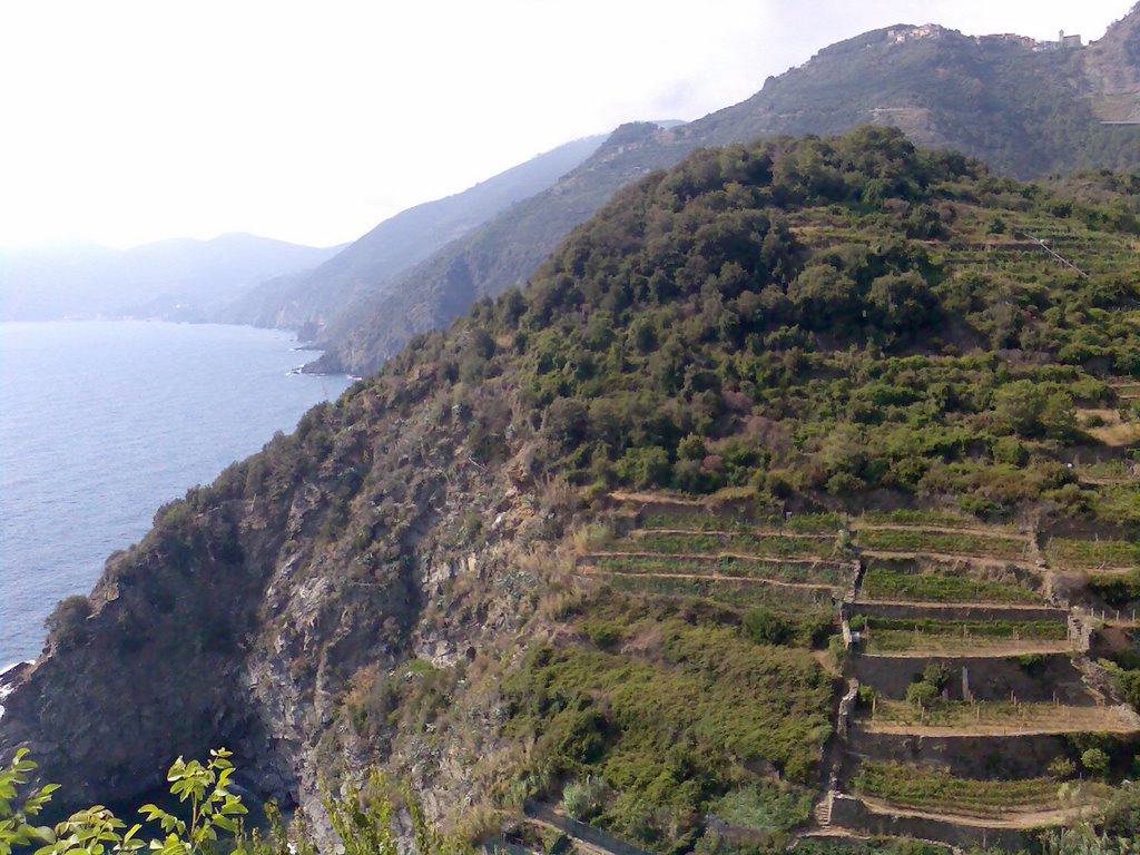 Terrazze di Riomaggiore by mirtillause