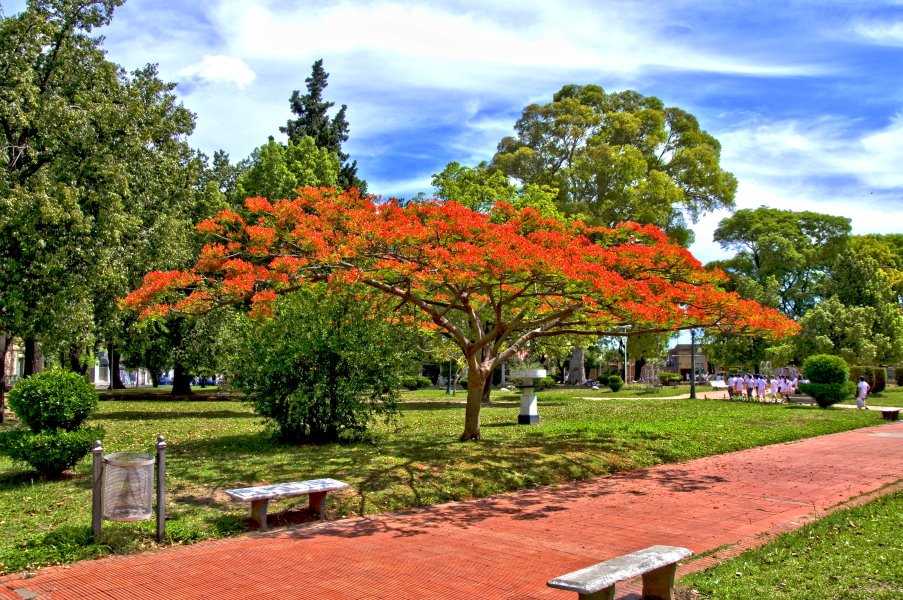 Chivato en flor by Rodolfo Crespo