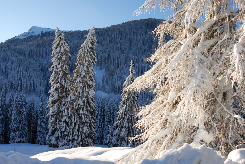 Neve a paneveggio by salvo99