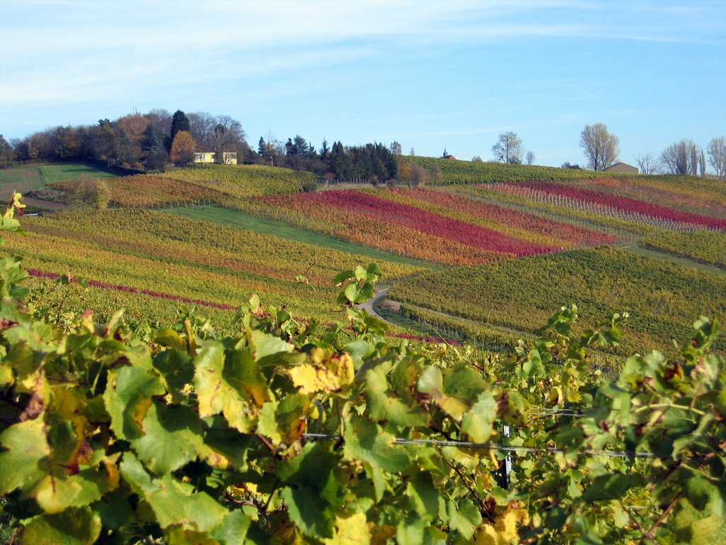 Am Schoebuehl im Herbst by romorchi