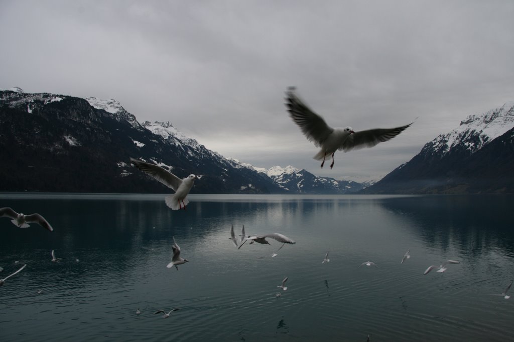 Brienzersee by Dirk