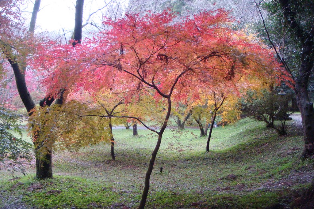 Koyo Momiji by DAMARIN