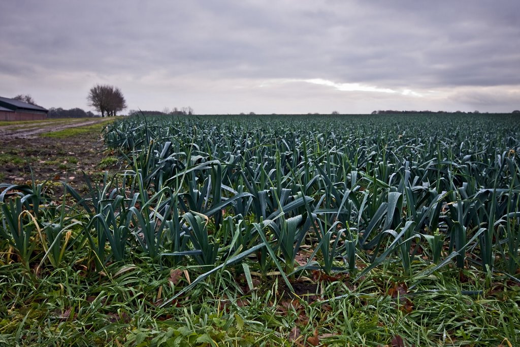 Leekfield on a cloudy winter day (3), _Prei - Allium porrum_, Bakel by Green Knee