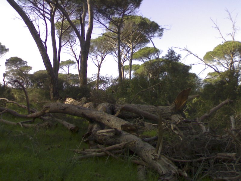 Castel Fusano - pini schiantati by Bepix (Giuseppe de Giacometti)