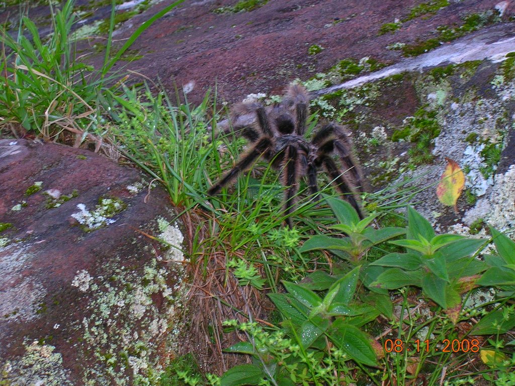 Habitante local by Marcos CL.