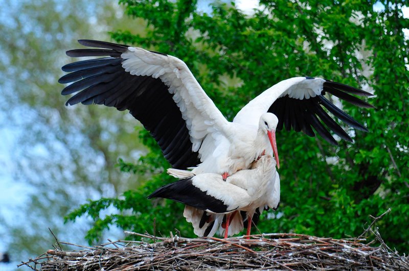 Accouplement de cigognes by Thomas Guy