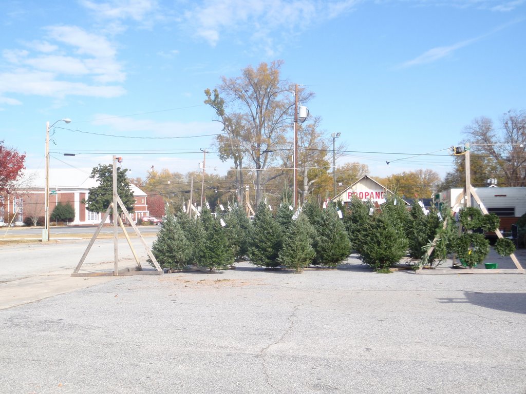 Christmas Trees For Sale by SCBerry