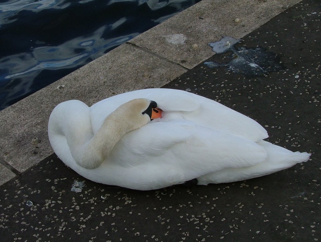 Linlithgow Loch West Lothian by tormentor4555