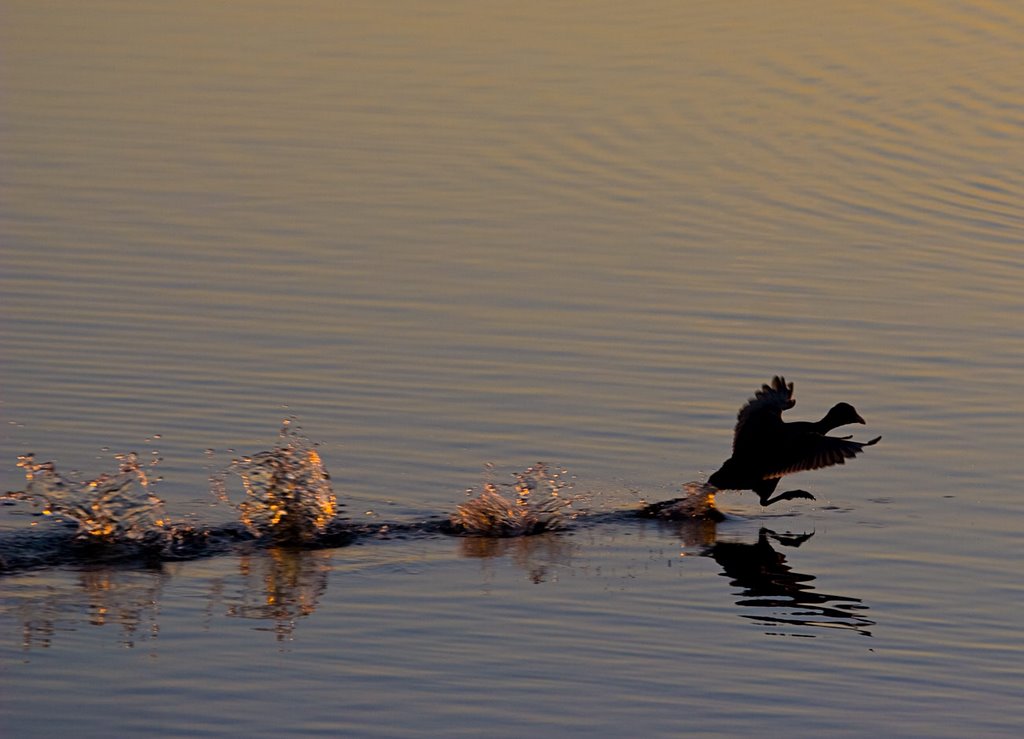 I can Walk on Water by Erik van den Ham