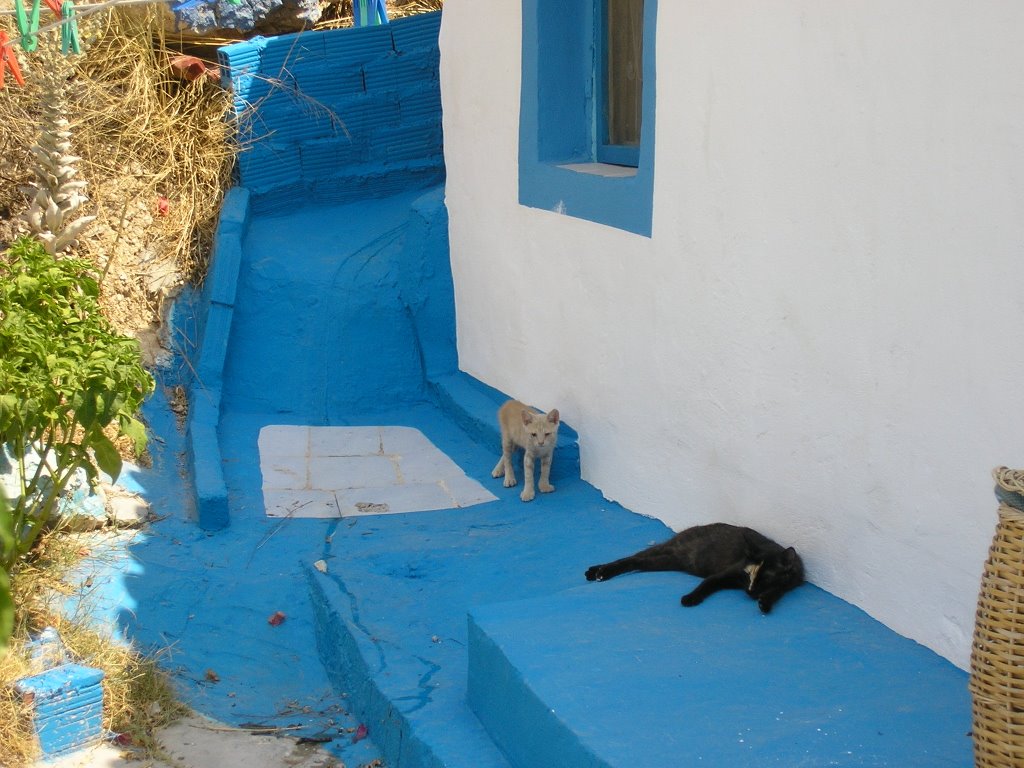 Two cats sleeping in Pythagorio by Rudolfsson