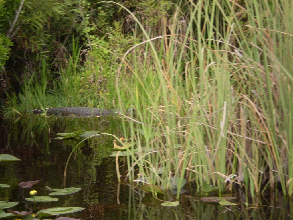 Everglades City, FL, USA by alishap