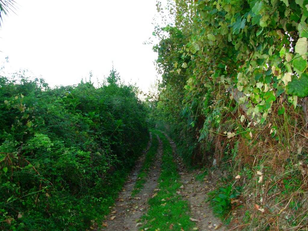 S. Mamede Infesta/Matosinhos (Moalde de Baixo, velhos caminhos para os campos de cultivo) by Majoca