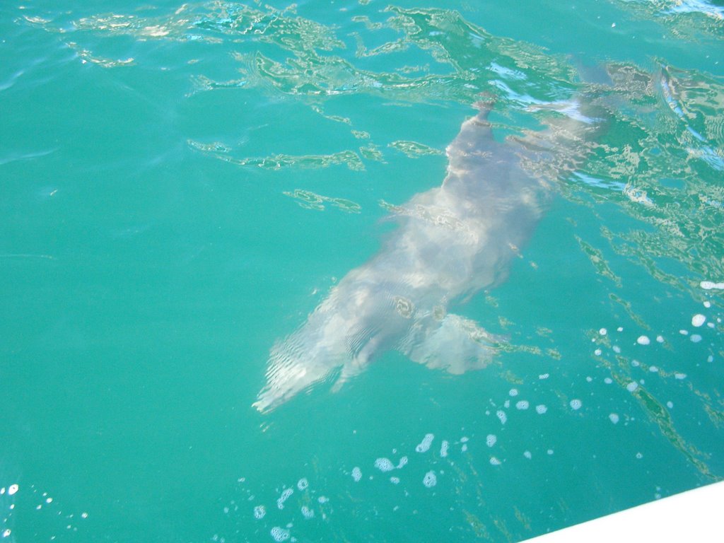 Anna Maria dolphin right next to our boat by Peggy and Ed