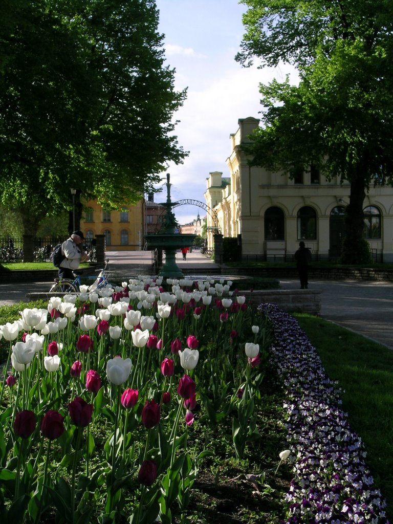 Tulips at the City Park entrance by Thomas Kehlenbeck