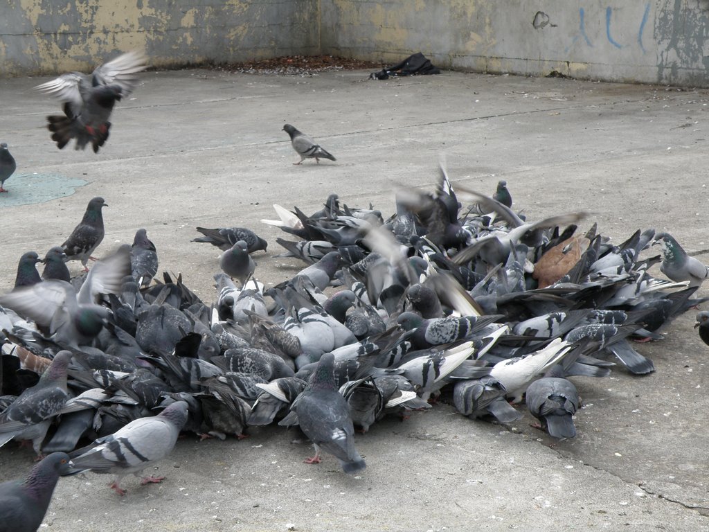 Pigeons Are Eating Food On A Cloudy Day , Jackson Hights , Queens , New York . USA . by MrNAASSIR