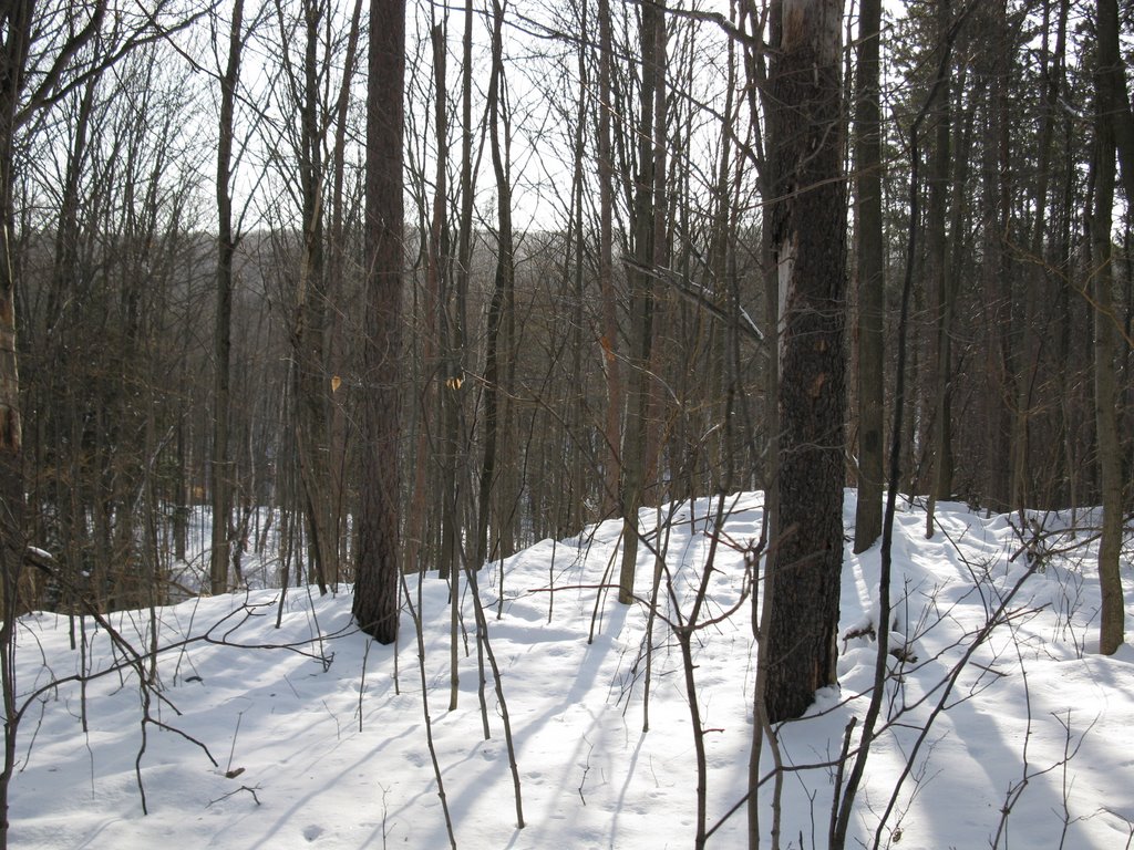 Bruce Trail - Hockley Valley Provincial Nature Reserve by amorgan