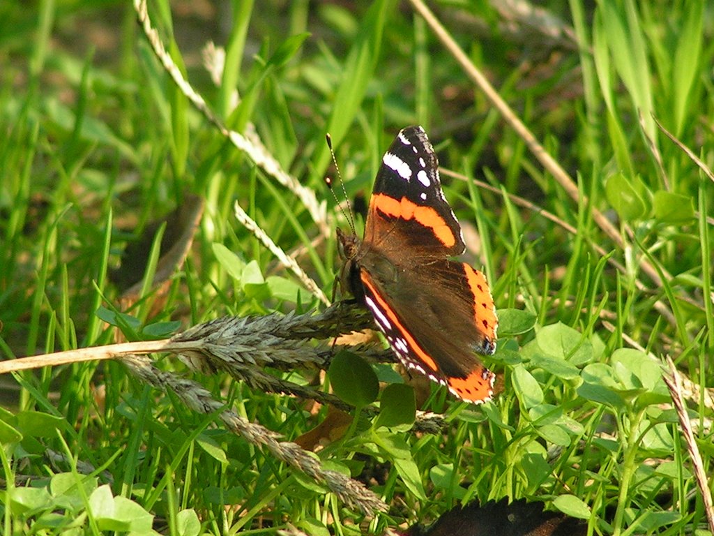 Butterfly2 by _Stock_