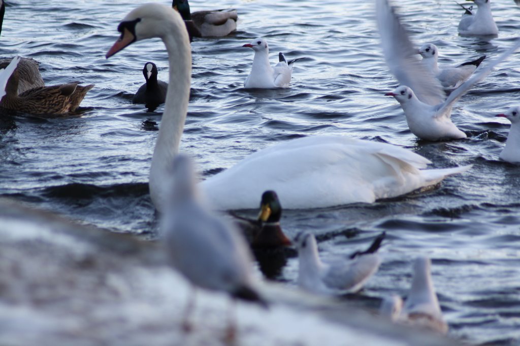 A feeding frenzy by nickeaj