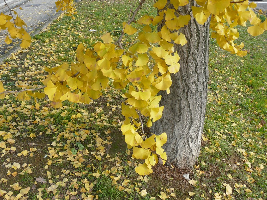 Pistoia, giallo d'autunno al parco by Aldo Ferretto