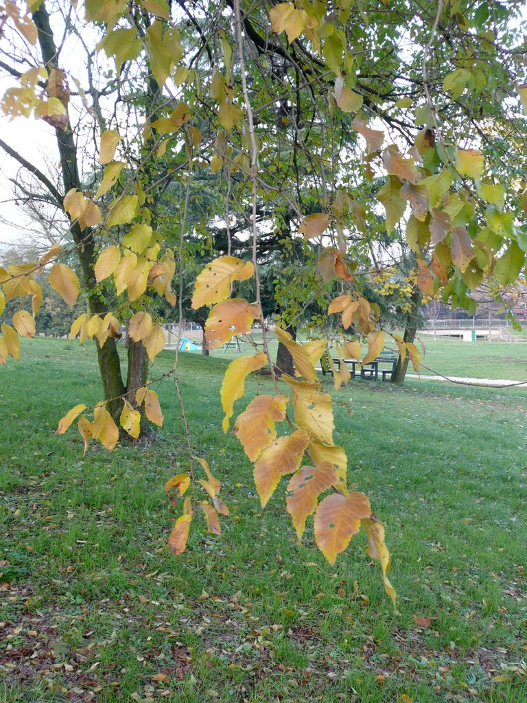 Pistoia, autunno al parco by Aldo Ferretto