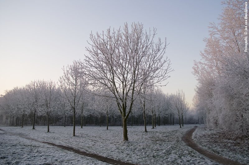 Dirkslandse bos by Jan van Broekhoven