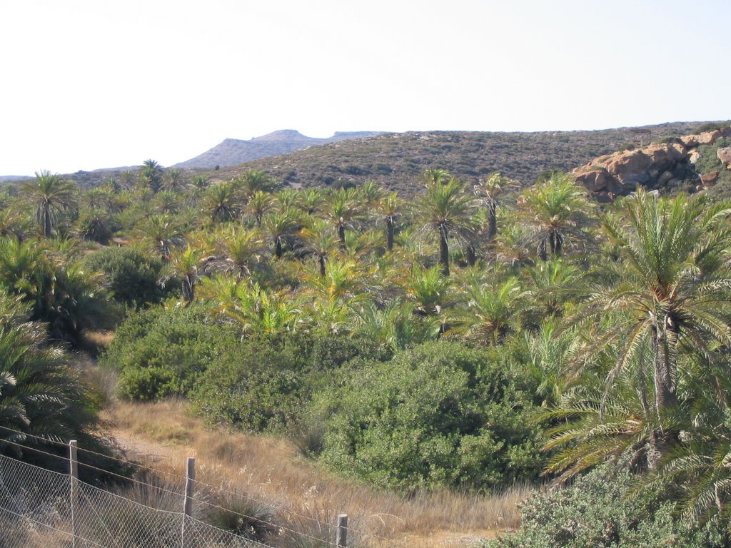 Palme spiaggia di Vai by claudio cavallera