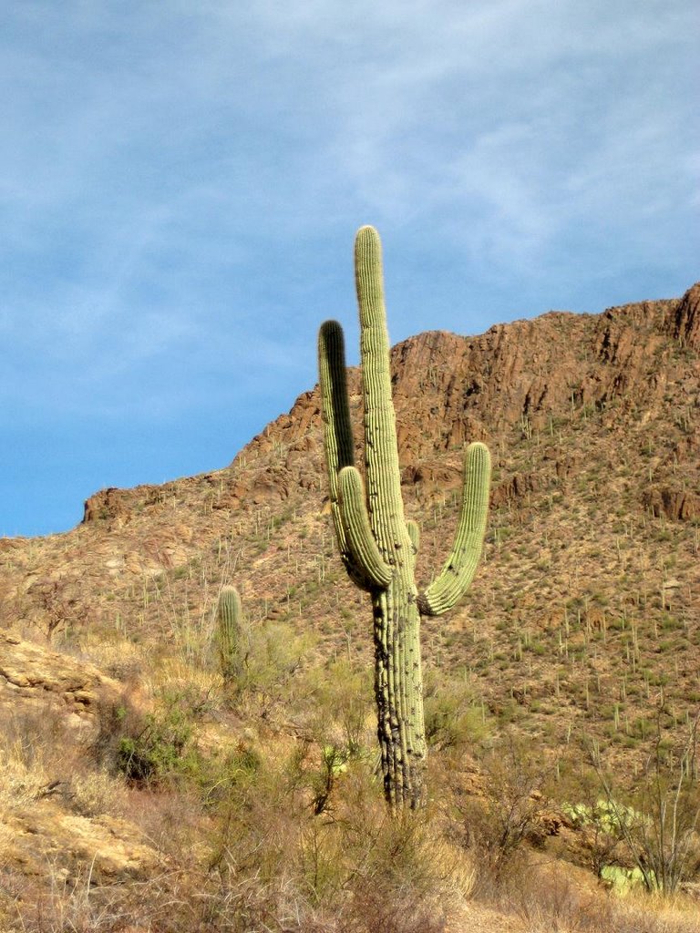 Arizona > Saguaro cactus - Carnegiea gigantea by ©JPix