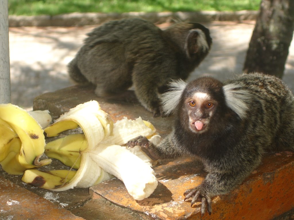 Macaquinhos, hotel Venta Clube by Mércia Giovana Picco…