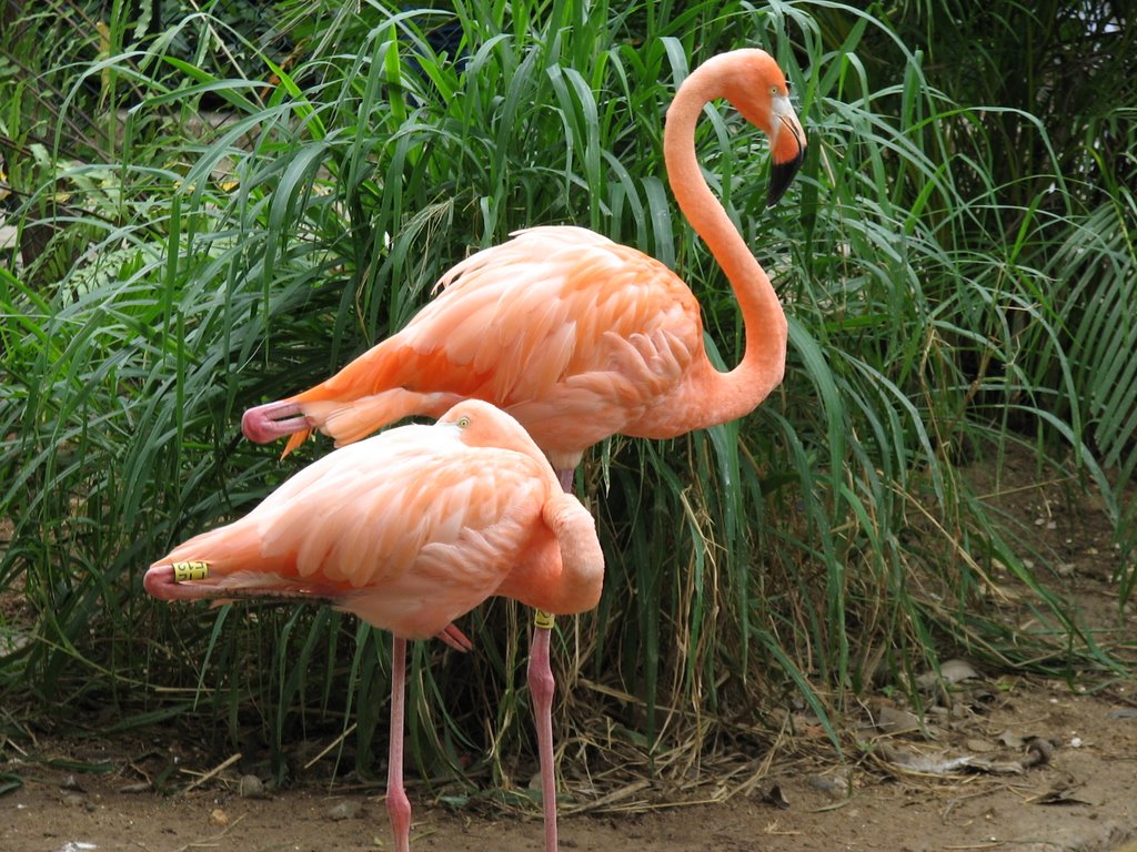 Flamencos - Zoológico - Barranquilla. by Ed. Me. Mo.