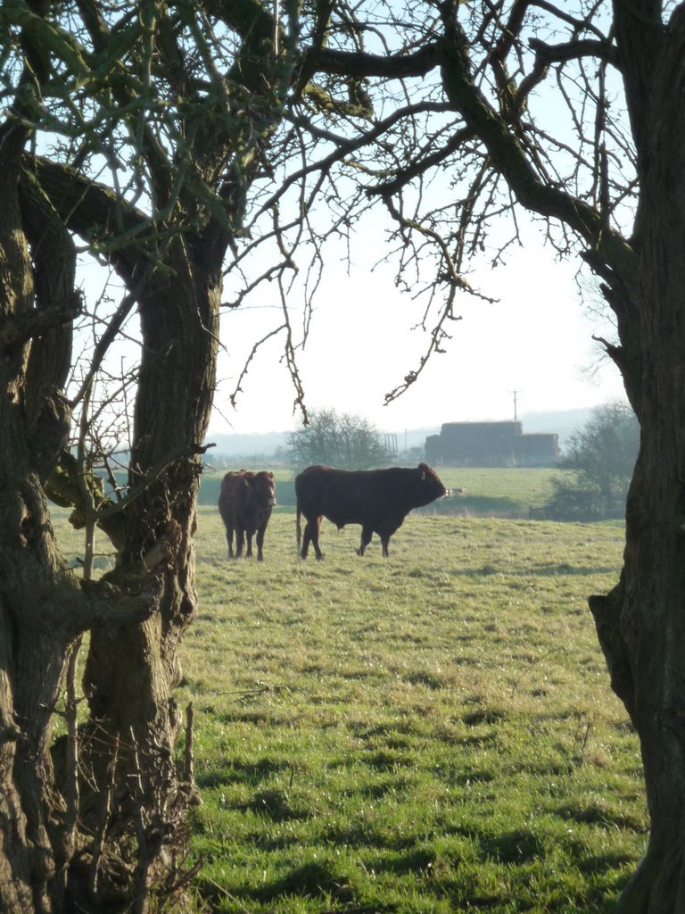 The bull's name is "Rigal Pistol" ( Saler breed) in a field called "Two's" ..... thanks to Peterjoscelyne for the info. :-) by andy thompsett