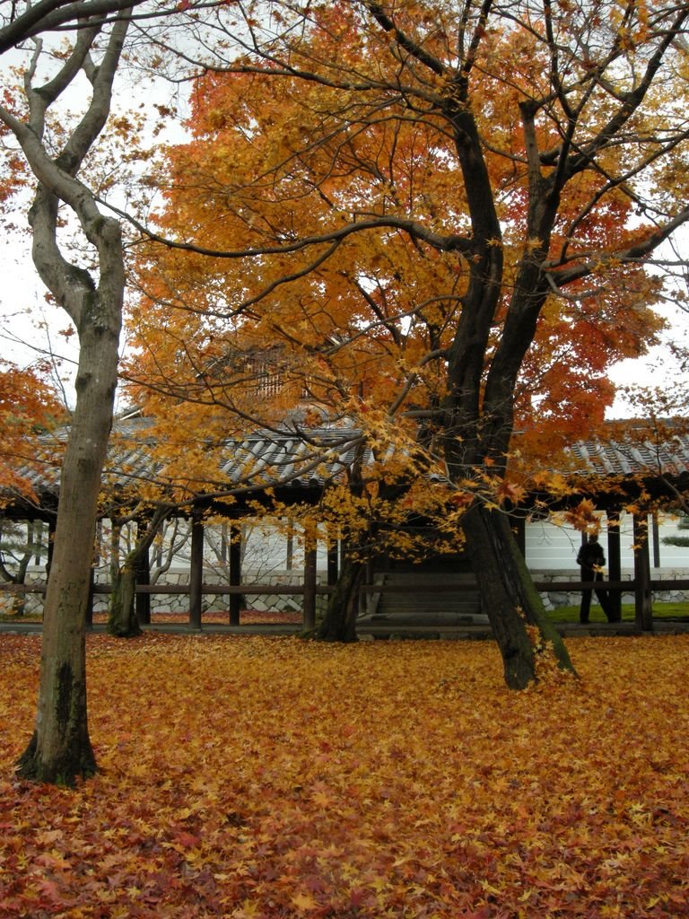 Tofukuji temple,Kyoto city,Dec 5 2008　東福寺（京都市）２００８年１２月５日 by butch24h