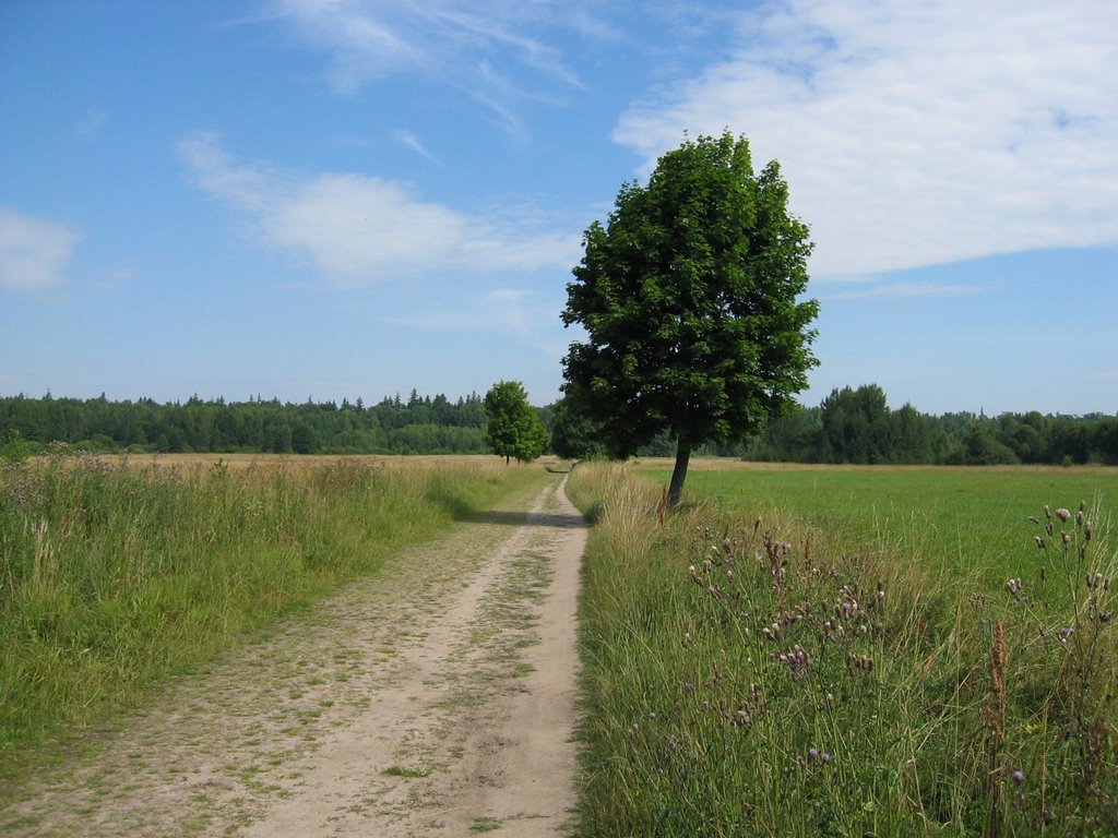 Tree on lawn - Białowieża National Park by Alexander Teglund