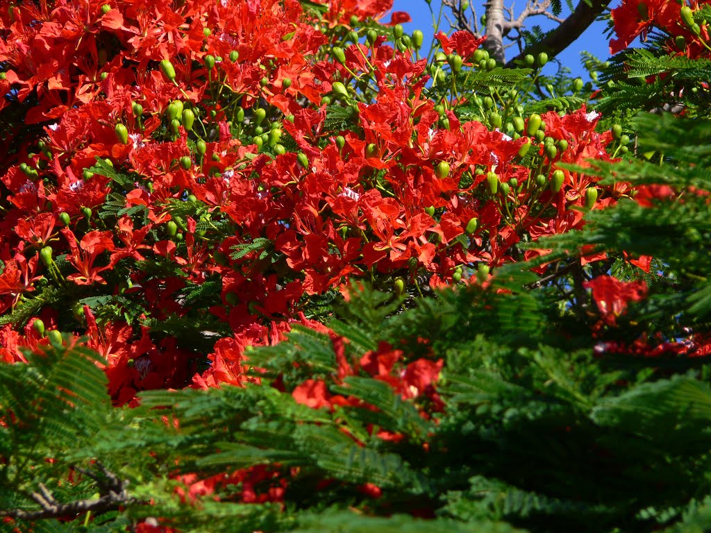 Flamboyant à St Joseph (Ile de la Réunion) by jasonvy7